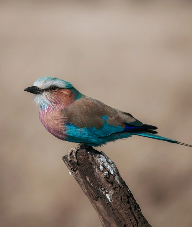Birdwatching