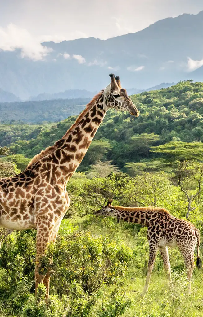 arusha-national-park-wildlife