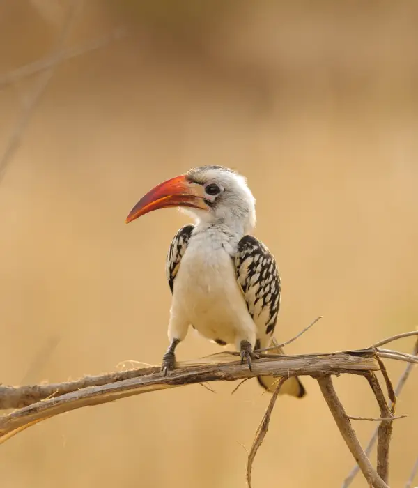 birdwatching-safari-1