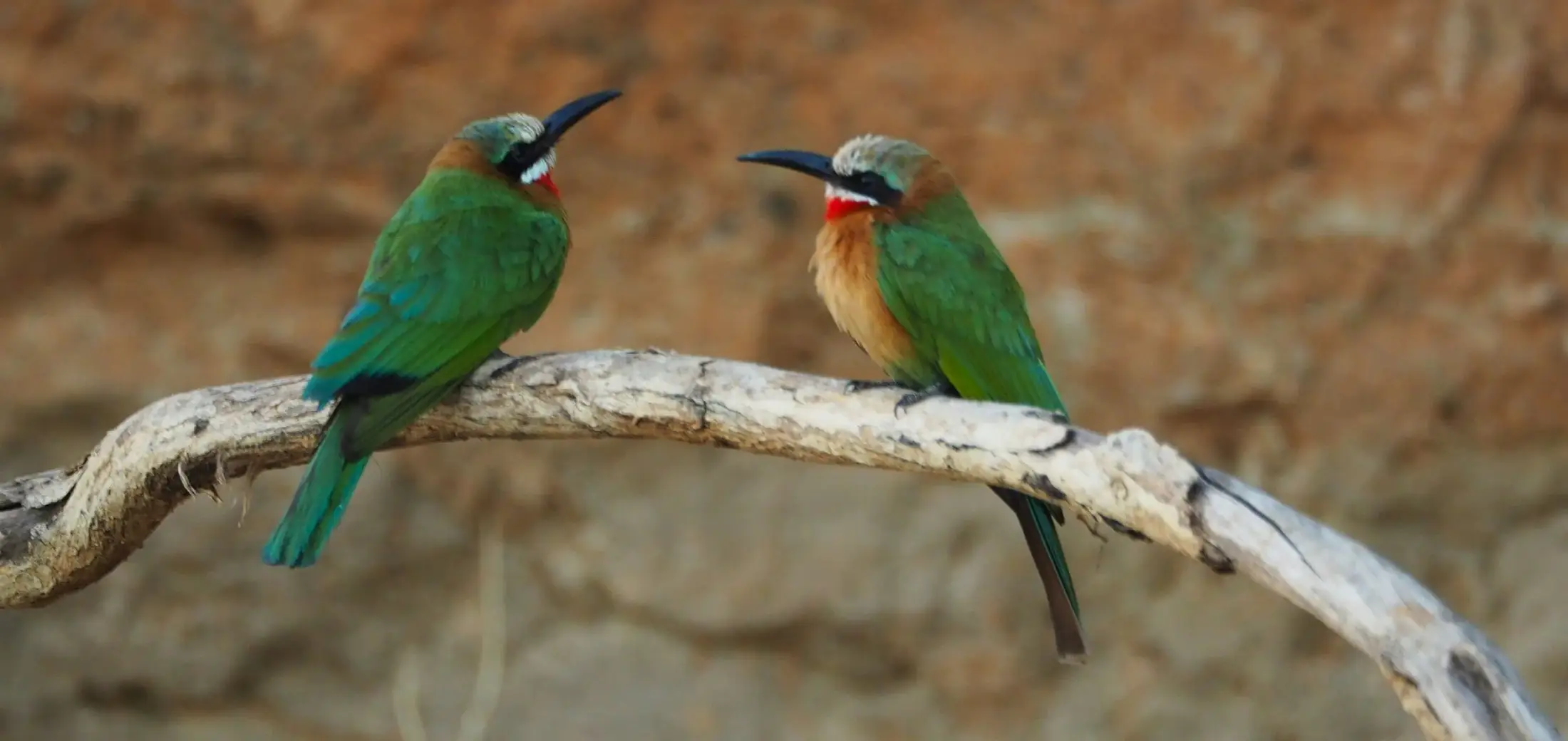 birdwatching-safari-3
