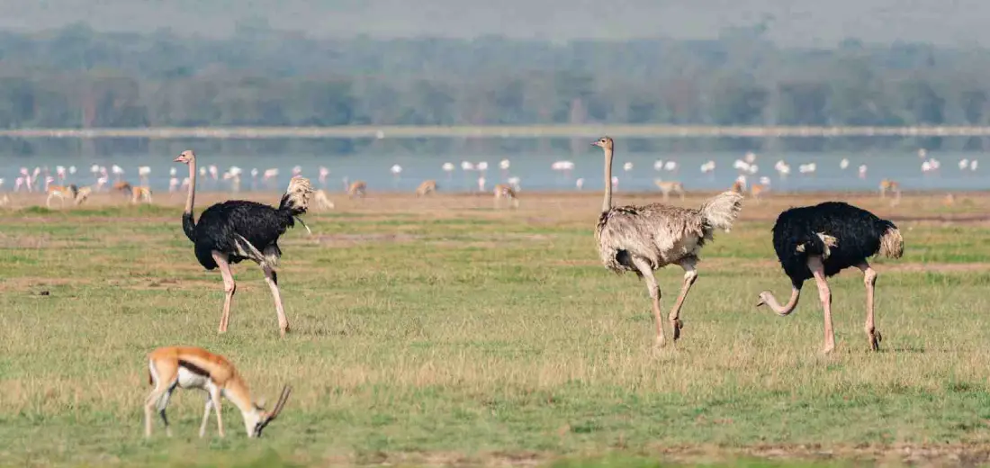 birdwatching-safari-4
