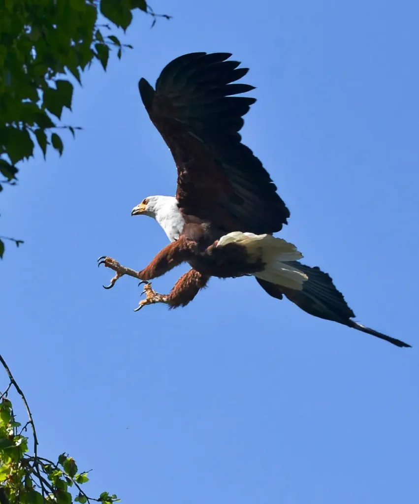 birdwatching-safari-5