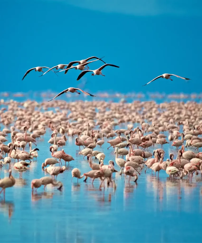 birdwatching-safari-6
