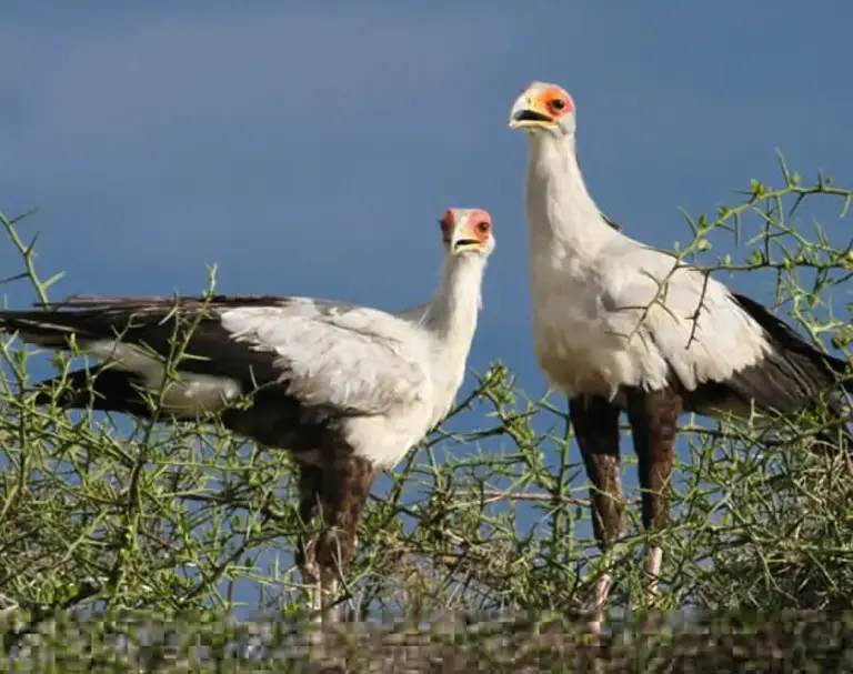 birdwatching-safari-7