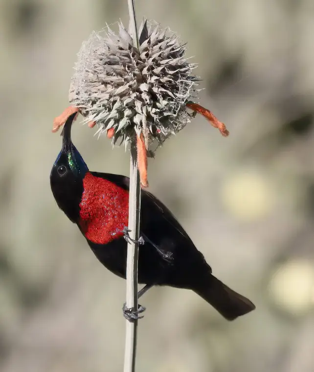 Birdwatching Safari