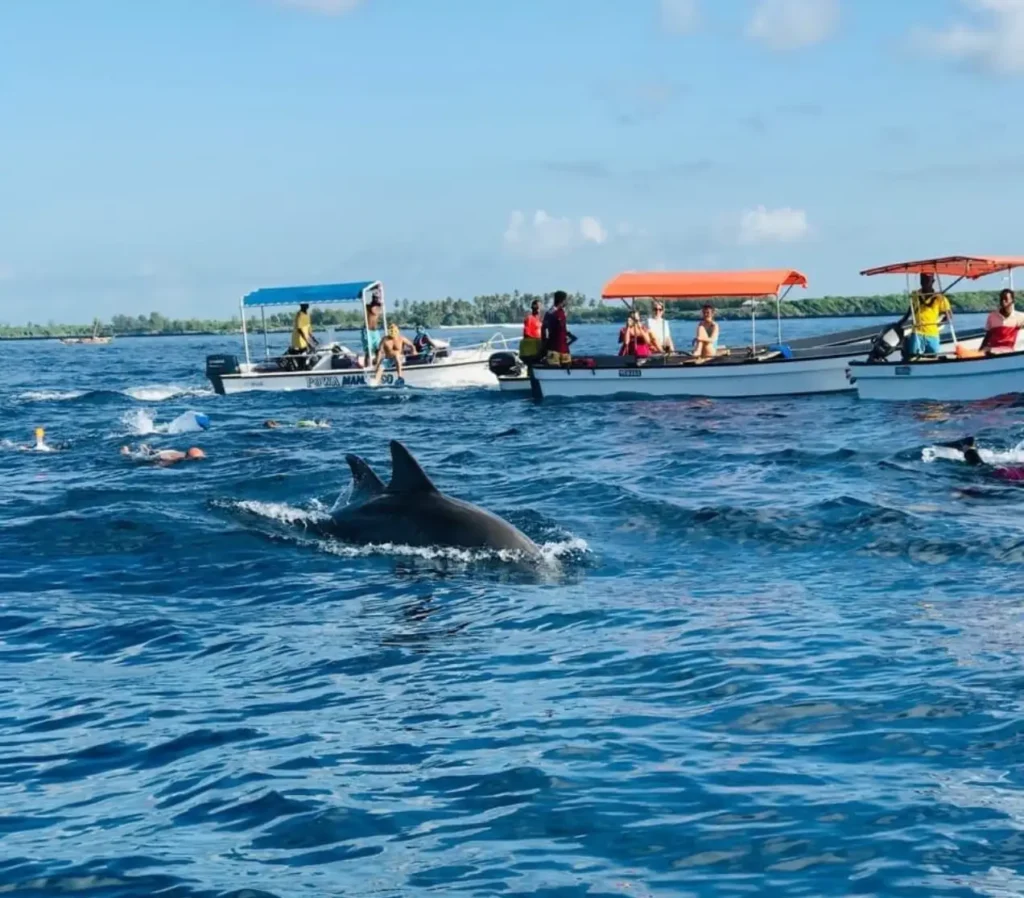 dolphin-watching-snorkelling-at-mnemba-island-overview