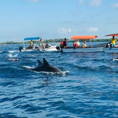dolphin-watching-snorkelling-at-mnemba-island-overview