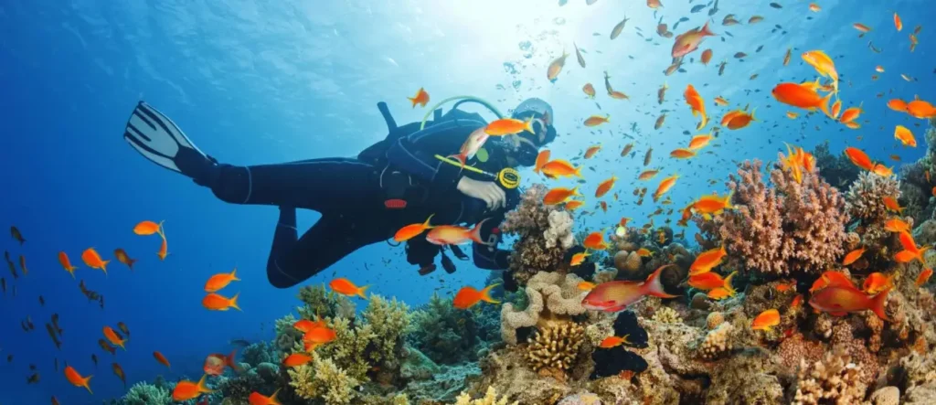 dolphin-watching-snorkelling-at-mnemba-island-2