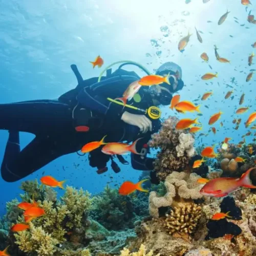dolphin-watching-snorkelling-at-mnemba-island-2