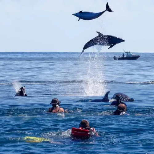 dolphin-watching-snorkelling-at-mnemba-island-3