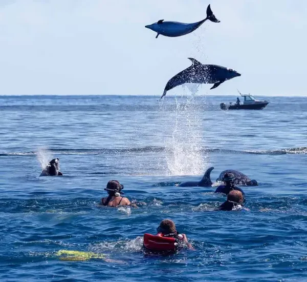dolphin-watching-snorkelling-at-mnemba-island-3