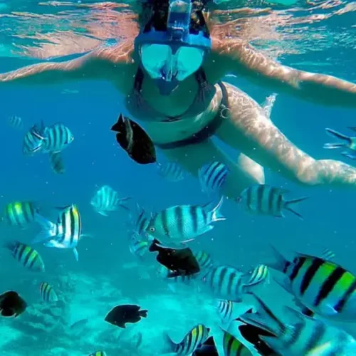 dolphin-watching-snorkelling-at-mnemba-island-4