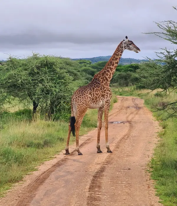 Wildlife