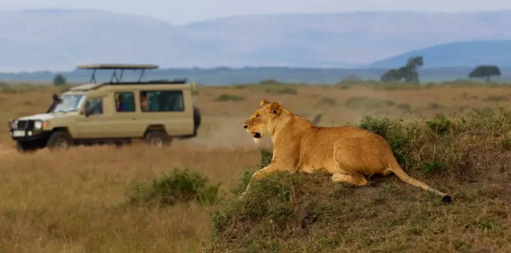 game drive closer view