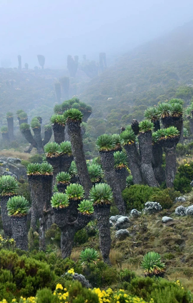 Kilimanjaro National Park Attractions