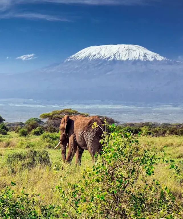 Kilimanjaro National Park Wildlife
