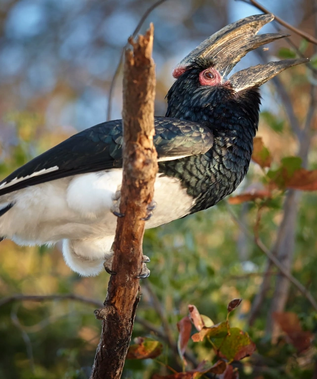 Kilimanjaro National Park Birdlife