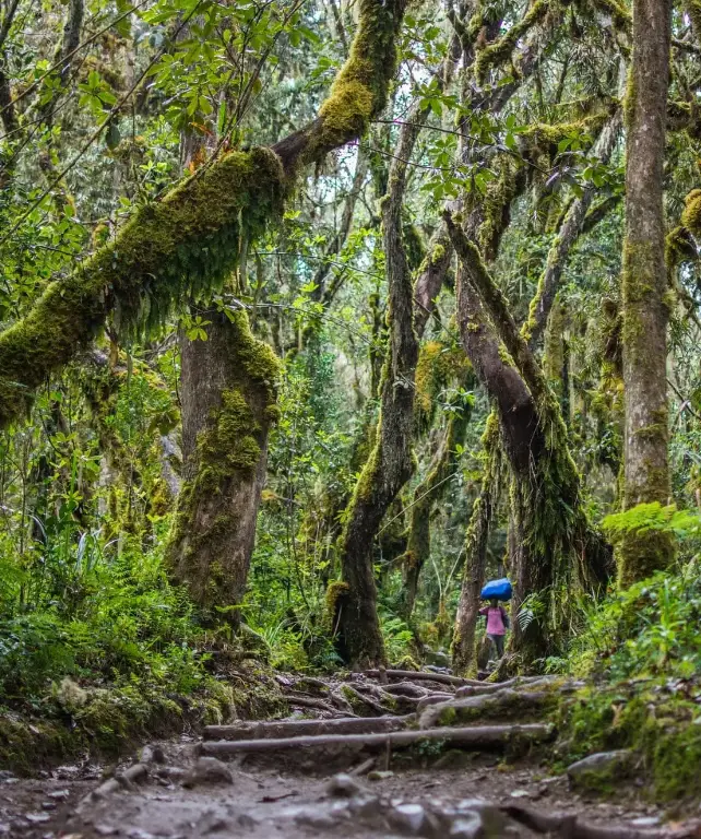 Kilimanjaro National Park Lush Forest