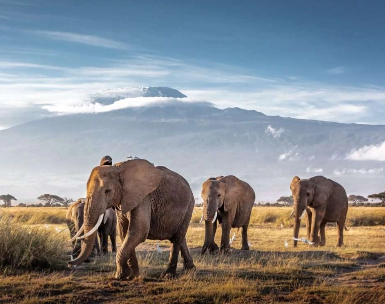 Kilimanjaro National Park Wildlife