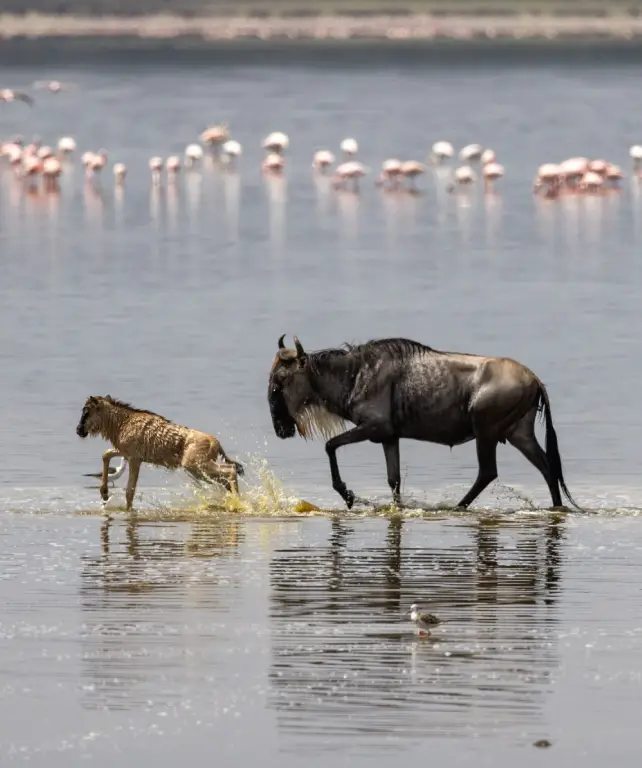 lake-manyara-national-park-4