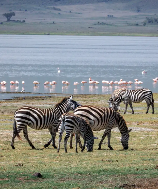lake-manyara-national-park-5