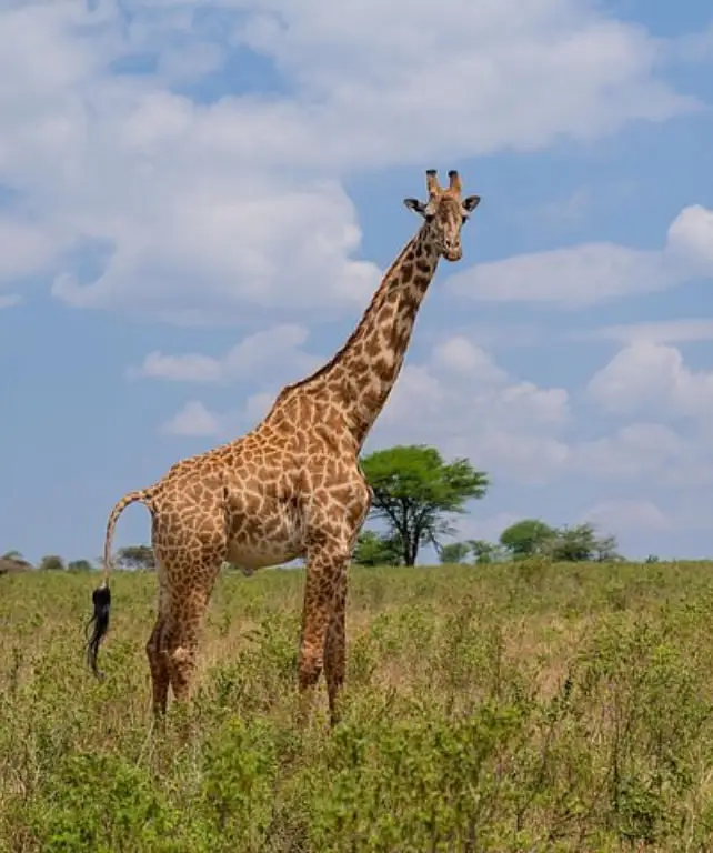 lake-manyara-national-park-6