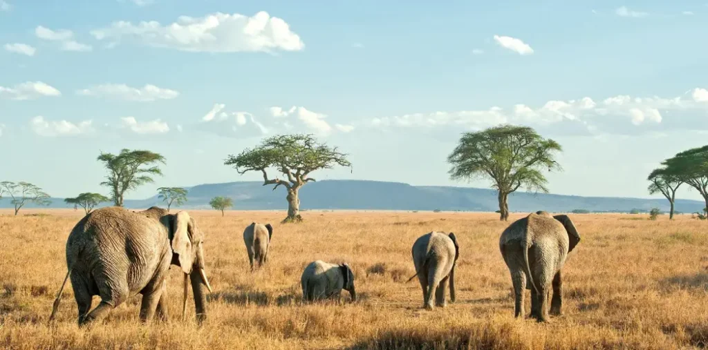 luxury-safari-wildlife