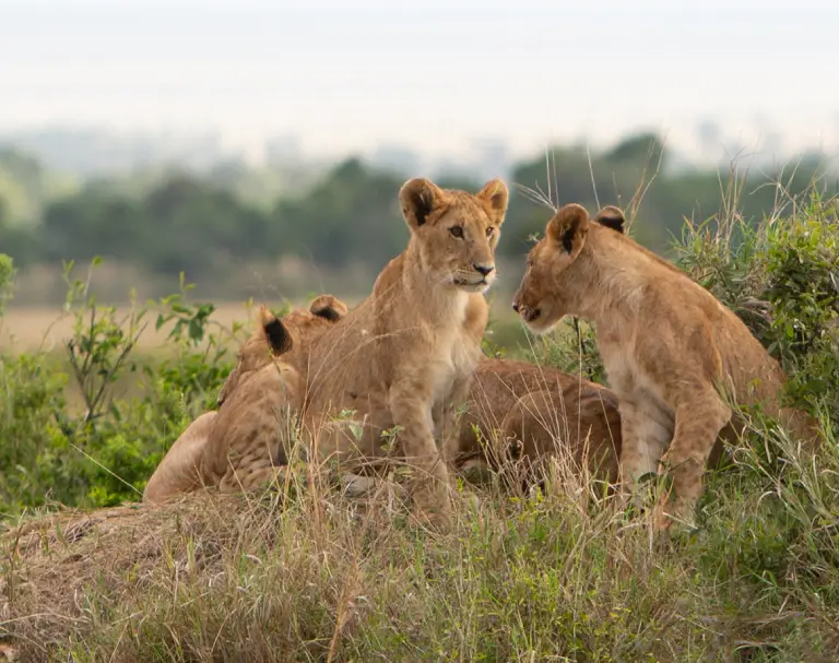 luxury-safari-wildlife