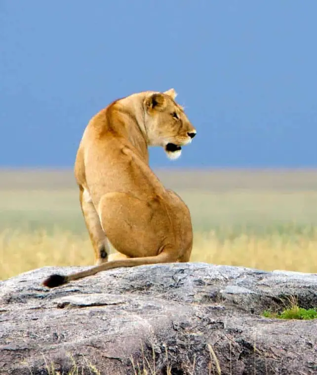 Luxury Safari