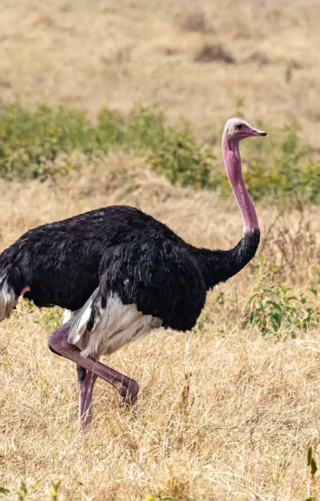 ngorongoro-crater-wildlife