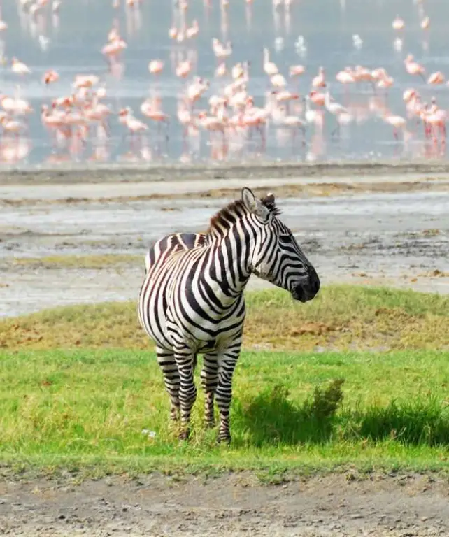 ngorongoro-crater-wildlife-attraction