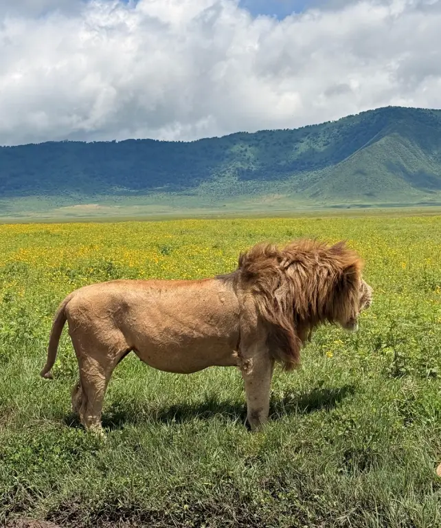 ngorongoro-crater-wildlife-attraction