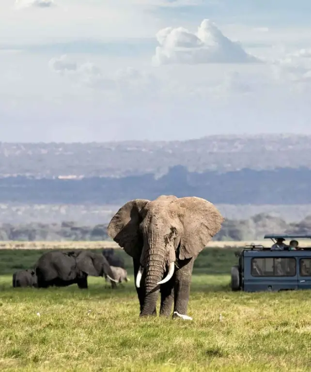 ngorongoro-crater-wildlife-attraction