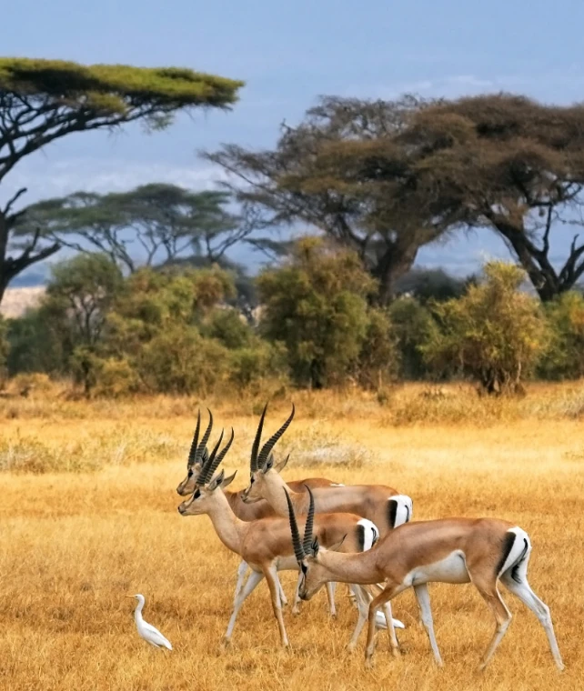 Photographic  Safari
