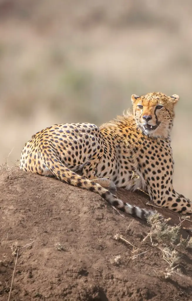 serengeti-national-park-wildlife