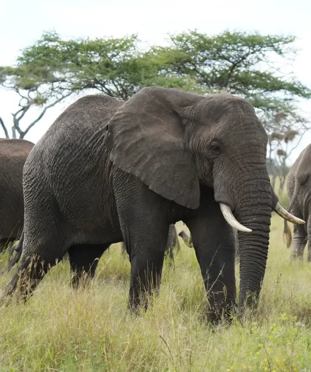 serengeti-national-park-wildlife-attraction