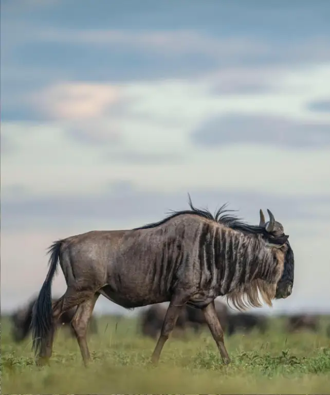 serengeti-national-park-wildlife-attraction
