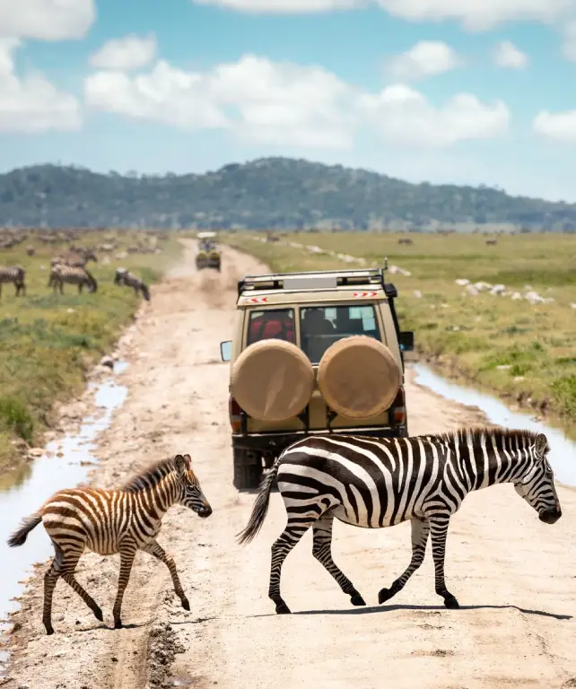 serengeti-national-park-wildlife-attraction
