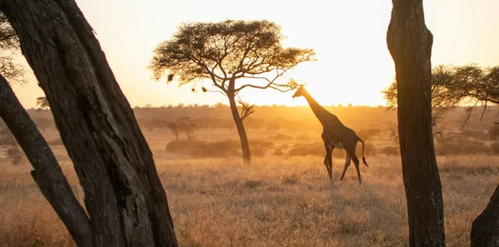 sundowner-wildlife