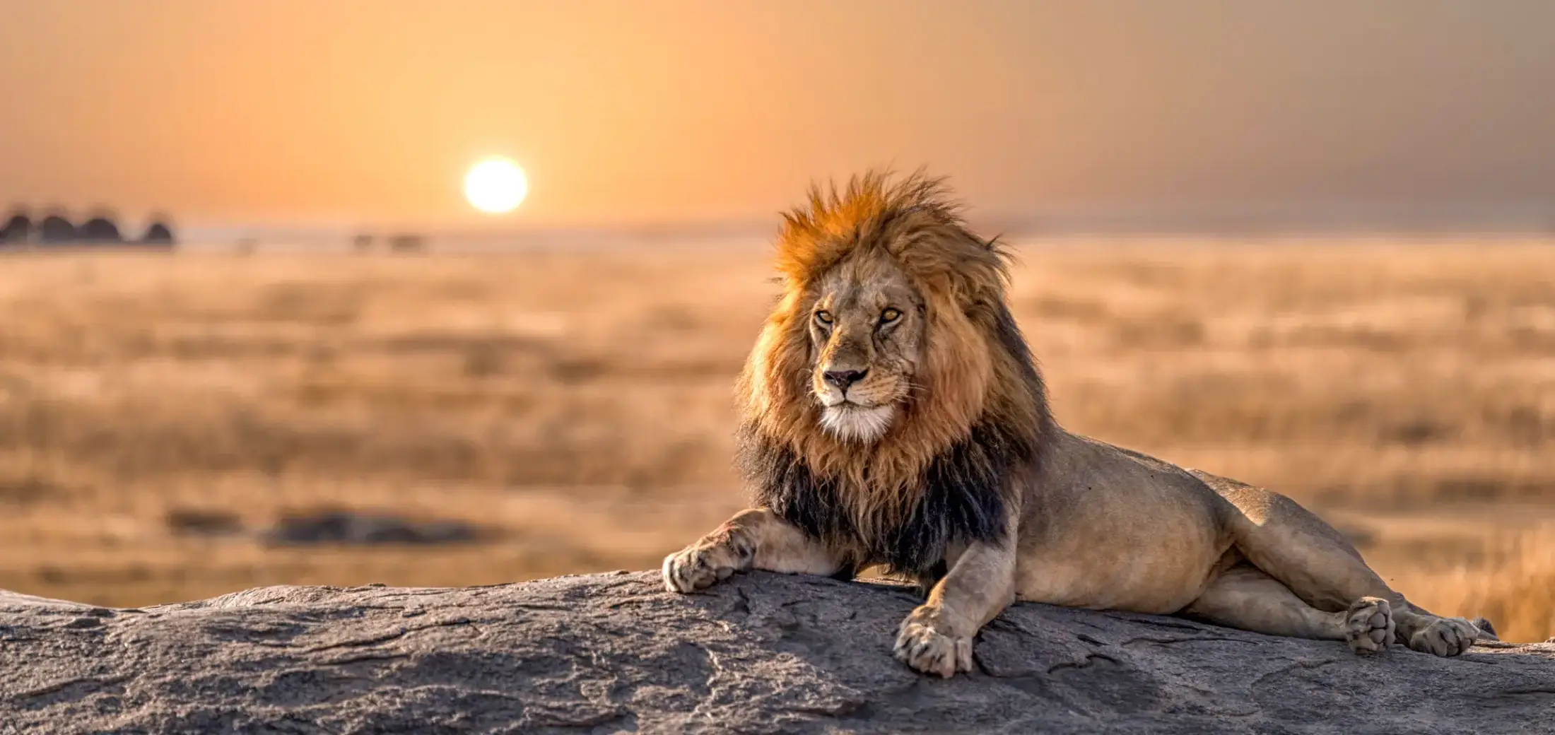 sundowner-wildlife