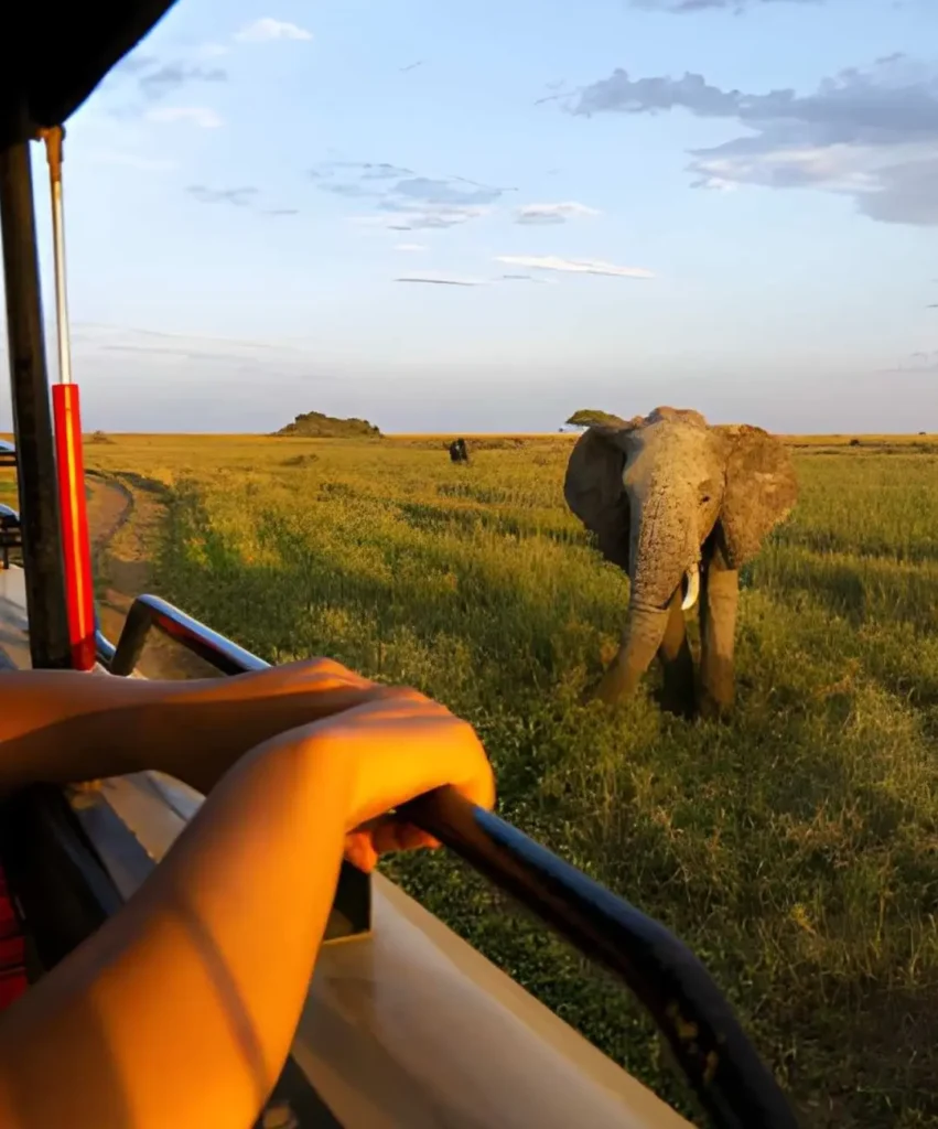sundowner-wildlife-attraction