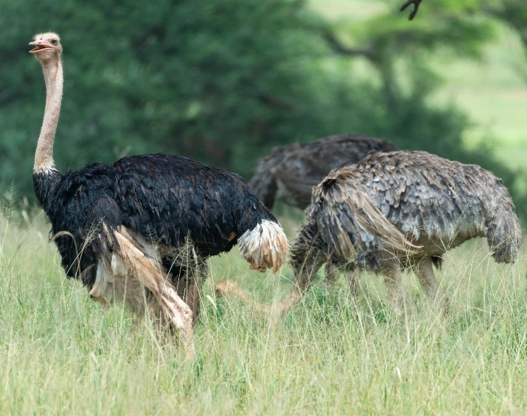 Tanzania Birdlife