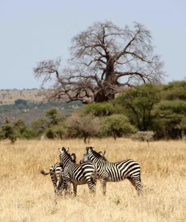 tarangire-national-park-3