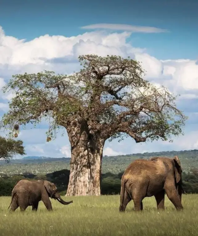 tarangire-national-park-4