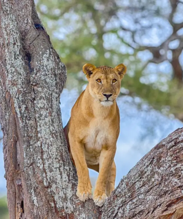 tarangire-national-park-5