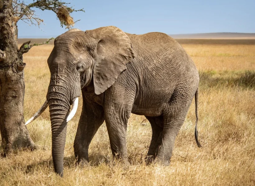Big Five Safari