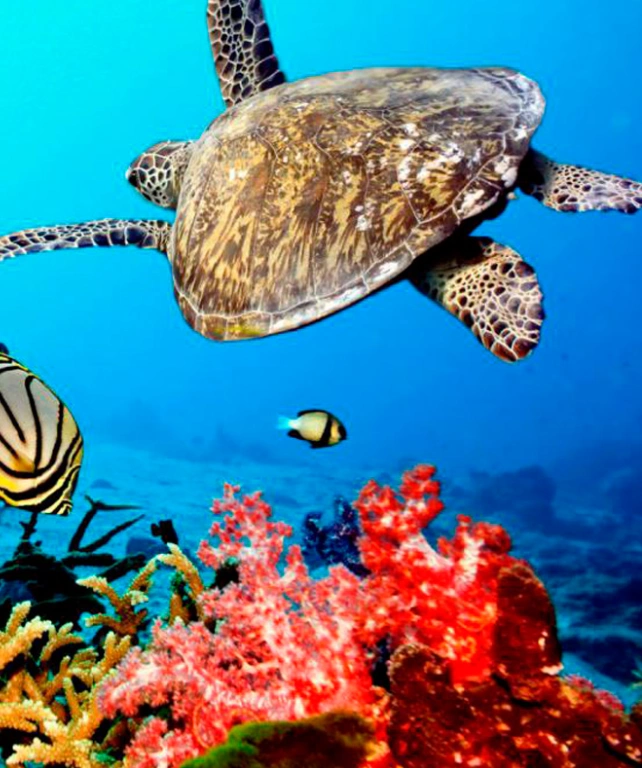 Zanzibar Coral Reef