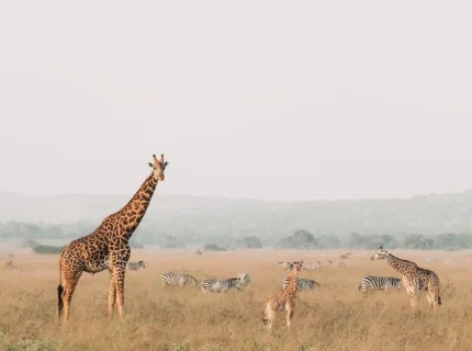 3 Days Private Serengeti and Ngorongoro Safari