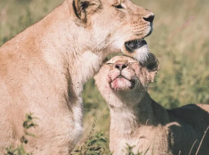 3-days-safari-adventure-in-the-serengeti-and-ngorongoro2