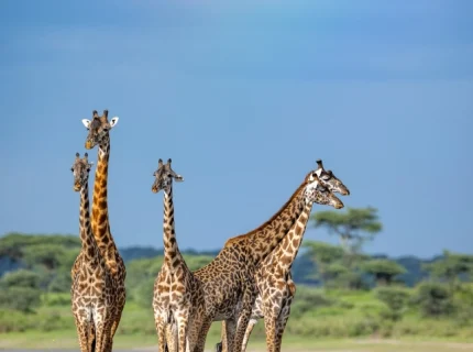 5-days-safari-to-ndutu-for-the-birthing-season-from-zanzibar1 (1)